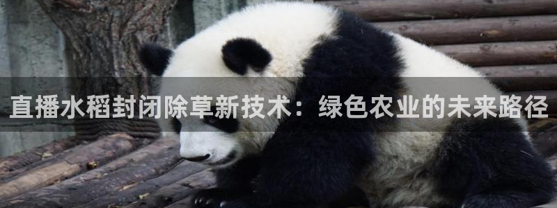 黑白直播篮球在线观看