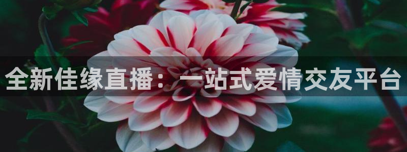 nba黑白直播免费观看